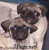 www.2pugs.net  